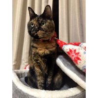 猫ベッドにいる猫