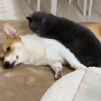犬の上に乗る猫