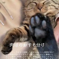抱っこされて目を瞑っている猫