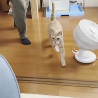 部屋の中で走る猫と人
