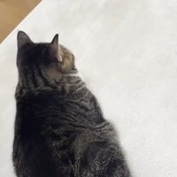 オデコちゃんの後ろ姿