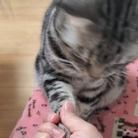 お手をする猫