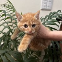 抱えられる子猫