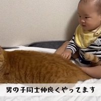 赤ちゃんとそばで寝ている猫