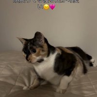 「頑張ってる…」と書かれた写真