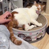 リラックスしている猫