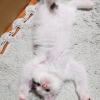 へそ天する子猫
