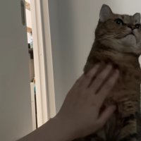 満足そうな顔で胸を張るミヌエット：