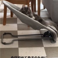 驚く猫