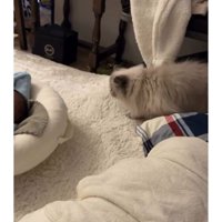 猫と赤ちゃん