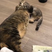 じゃれ合う成猫と子猫