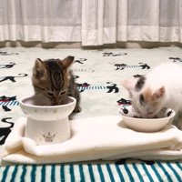 ご飯