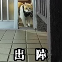 玄関から出る猫