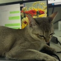 「そこベッドじゃないよ」と書かれた写真