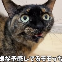 猫のアップ（嫌な予感しているモモっち）