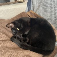 丸くなって横になる猫