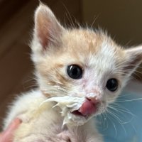 舌をぺろりと出した子猫の顔のアップ