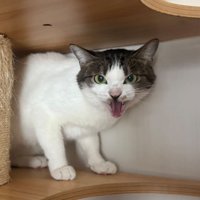 キャットタワーで威嚇する猫