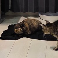 うにちゃんへ近づくモカちゃん
