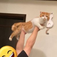 男性に持ち上げられている猫