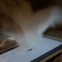 タブレットの画面に体重をかける猫