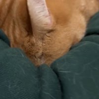 頭を埋めて文句を言う猫