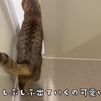 しぶしぶ