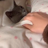 猫にかかっている布団に手をかける飼い主