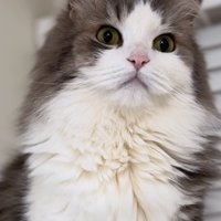 画面向かってやや右側を見つめる猫の上半身アップ