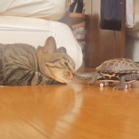 顔を近づける猫と亀