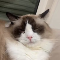 枕に頭を乗せている猫のアップ