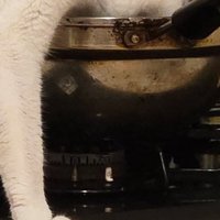 鍋に顔を入れている猫