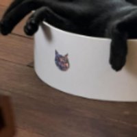 室内にいる猫たち