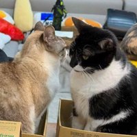 顔を近づけ合うベージュ色の猫と白黒色の猫