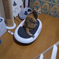 ダイエットマシンの上で鳴き声をあげる猫