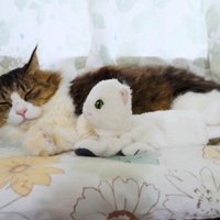 おもちゃと眠る猫