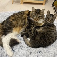 同居猫と横になるメインクーン