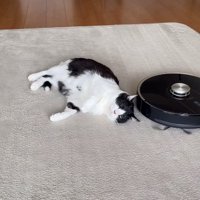 猫の頭上を掃除しているロボット掃除機