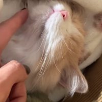 顎を撫でられる熟睡中の猫