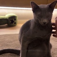 頭が前に傾く猫