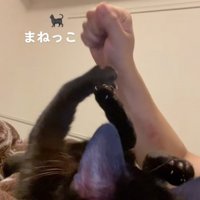飼い主に向かって左前足を伸ばしている猫とグーにした飼い主の手