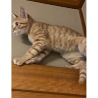 天井近くにいる猫