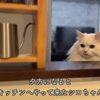 キッチンへ来たシロちゃん