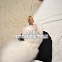ママの膝の上で遊ぶ子猫