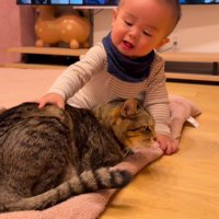 猫をなでる赤ちゃん