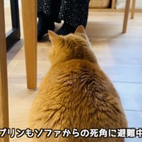 赤ちゃんの泣き声に驚いて隠れる茶トラマンチカン