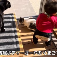 遊んでいる赤ちゃんと見守る猫