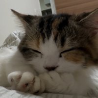 ふみふみタイム中の猫さん