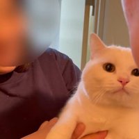 抱っこされている猫
