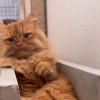 溝に座る猫